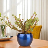 Buy Fortune Jade Plant online in stylish blue planter, perfect good luck gift and low-maintenance succulent for office or home.